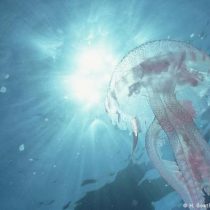 Descubren virus marinos que podrían ayudar a mitigar los efectos del cambio climático