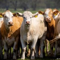 OCDE: la ganadería genera dos tercios de las emisiones de efecto invernadero del sector agrícola