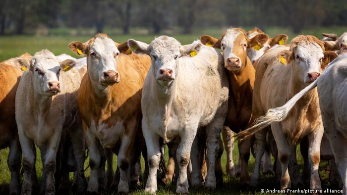 OCDE: la ganadería genera dos tercios de las emisiones de efecto invernadero del sector agrícola