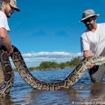 El problema de Florida con las serpientes: capturan una pitón hembra de 5,5 metros