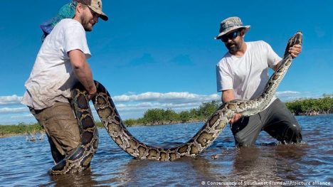 El problema de Florida con las serpientes: capturan una pitón hembra de 5,5 metros El problema de Florida con las serpientes: capturan una pitón hembra de 5,5 metros
