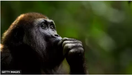 Qué tiene el cerebro humano que nos hace más inteligentes que otras especies Qué tiene el cerebro humano que nos hace más inteligentes que otras especies