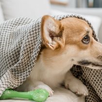 Los perros también pasan frío: consejos para cuidarlos ante las bajas temperaturas