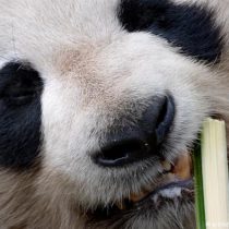 Los pandas comen bambú desde hace por lo menos 6 millones de años según estudio