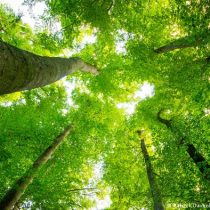Cambio climático: ¿tiene sentido plantar árboles para frenarlo?