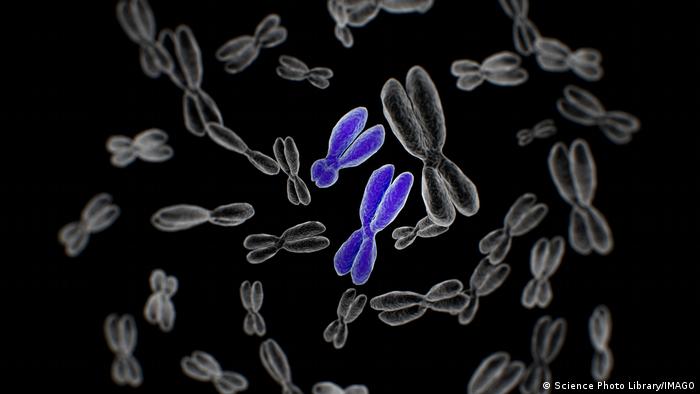La pérdida del cromosoma Y, una de las razones que explicaría por qué las mujeres viven en promedio más que los hombres La pérdida del cromosoma Y, una de las razones que explicaría por qué las mujeres viven en promedio más que los hombres