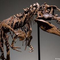 Así se desempolvan los esqueletos de dinosaurios en los museos