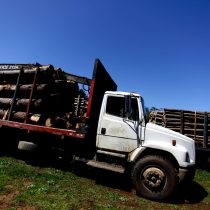 Cámara Baja aprueba comisión que investigue posibles responsabilidades públicas en el aumento del robo de madera en el Bío Bío y La Araucanía
