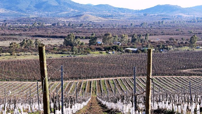 Ruta del Vino del Maule busca posicionarse como centro enoturístico más importante del país