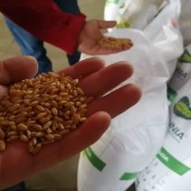 Cambio climático: desarrollan trigo altamente tolerante a la falta de agua