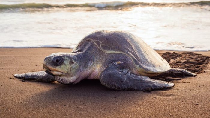 Las tortugas marinas solo son fieles a su playa (y eso condiciona el sexo de las crías)