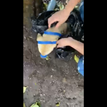 Maltrato animal: personas encuentran a perro amarrado dentro de una bolsa en Temuco