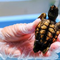 El 99 % de las tortugas marinas nacen hembras por culpa del cambio climático según expertos