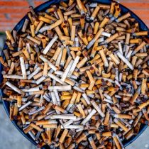 Investigadoras argentinas hallan hongos capaces de descontaminar las colillas de cigarros