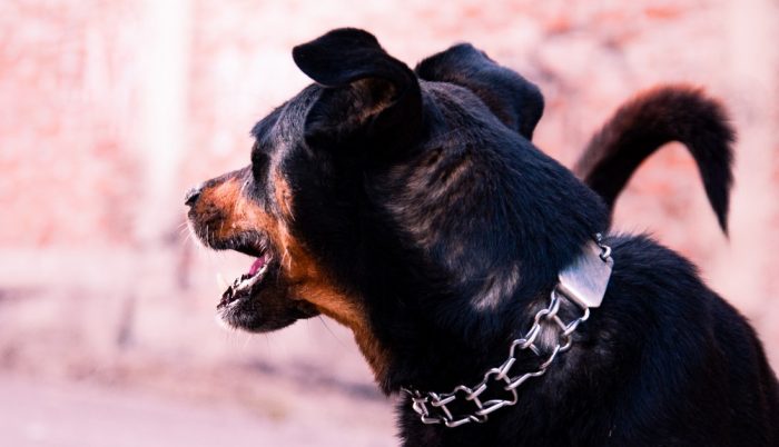 Llaman a reforzar tenencia responsable de mascotas tras ataque de perros rottweiler a menor
