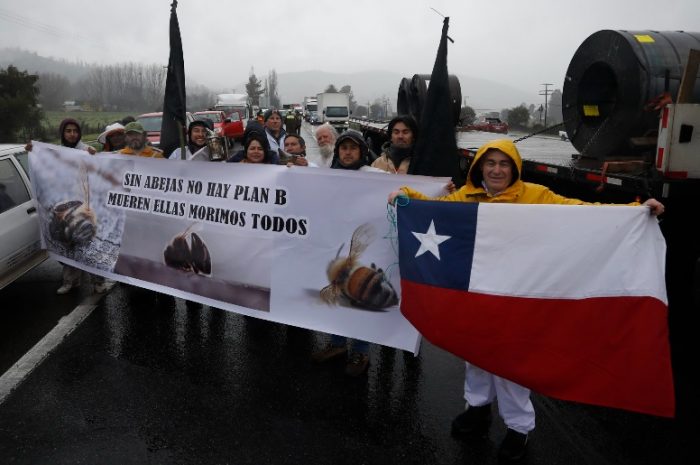 Apicultores realizaron manifestación en Santiago exigiendo mayor apoyo del gobierno 