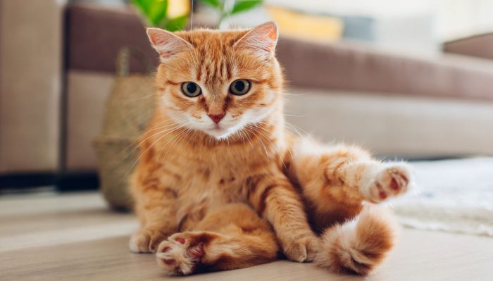 Bonitos e inteligentes: investigadores japoneses descubren una nueva habilidad cognitiva en gatos Bonitos e inteligentes: investigadores japoneses descubren una nueva habilidad cognitiva en gatos