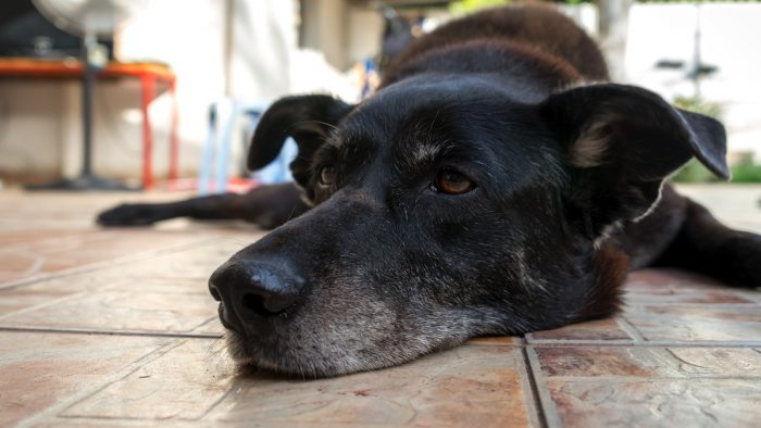 Perros con artritis sufren en invierno: ojo si tu mascota no salta a la cama ni quiere pasear