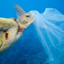 A cuatro años de la ley que prohibió las bolsas plásticas, los desechos siguen desafiando a las personas y a la naturaleza
