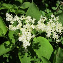 Flor de Saúco: la planta medicinal estrella de la coctelería