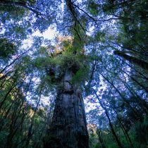 La urgencia de proteger legalmente los últimos árboles monumentales de Chile