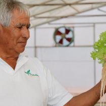 Desarrollan sistema que permite remover metales pesados del agua para riego de cultivos en base al uso de microalgas