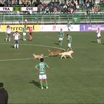 No son solo 22 jugadores: jauría de perros invade partido de Segunda División Profesional