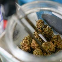 Argentina habilita primera planta de producción de cannabis medicinal