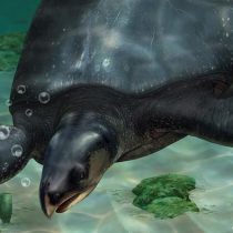 Descubren en España una tortuga marina prehistórica del tamaño de un coche/DW