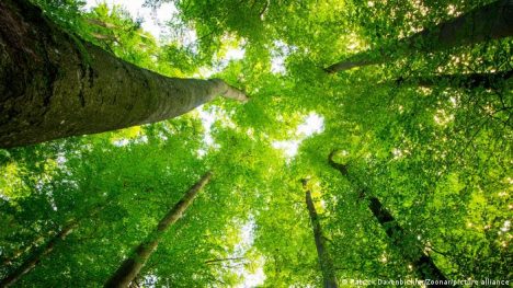 Newsletter Cultívate: la teoría sobre los árboles que se comunican entre sí