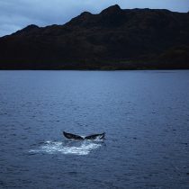A siete años del Acuerdo de París: conoce de qué forma Chile está haciendo frente al cambio climático