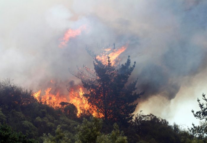 Incendios forestales y fauna silvestre en riesgo