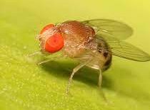 Científicos de la Universidad de Valparaíso utilizan la mosca del vinagre para estudiar genes relacionados al autismo
