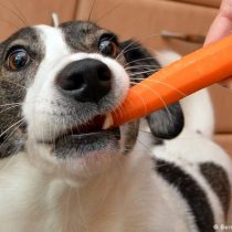 Estudio alerta sobre la implementación de una dieta vegana para perros y gatos