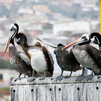 Gobierno llama a la población a evitar contacto con aves enfermas o muertas debido a los casos de influenza aviar en Chile