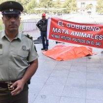 Zoológico de Los Ángeles se manifestó con un león muerto en las afueras de La Moneda