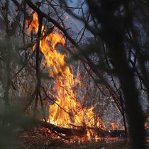 Senapred declaró alerta roja para Tomé por incendio forestal