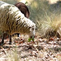 Ovejas y cabras son entrenadas para combatir los incendios forestales mediante el pastoreo