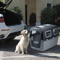 Medidas de seguridad necesarias para resguardar a tu  mascota durante un viaje en auto