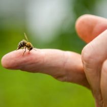 Picaduras de abejas y avispas: Cómo reconocer si se trata de una reacción alérgica grave
