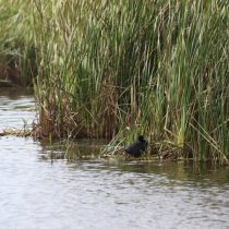 ¿Cuánto hemos avanzado como región en la protección de humedales?