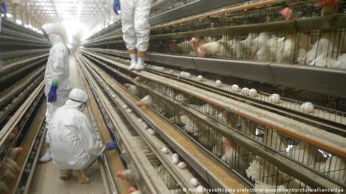 Se encienden alarmas en Latinoamérica por avance de gripe aviar