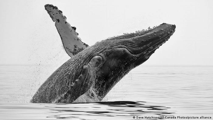Las ballenas han dejado de cantar para luchar por el amor, según nuevo estudio