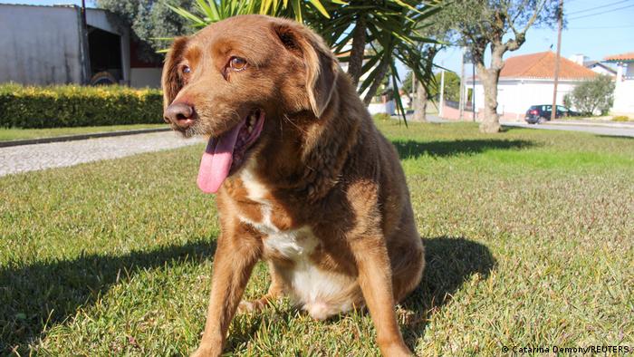 Bobi bate el récord Guinness del perro más viejo de la historia