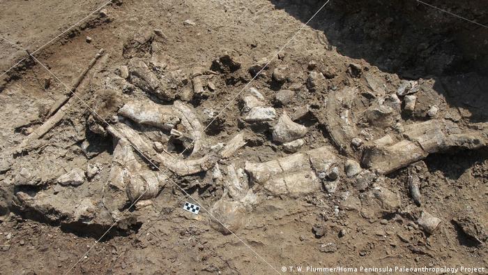 Las herramientas de piedra más antiguas jamás encontradas podrían ser anteriores al ser humano, según estudio