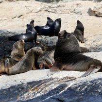 Confirman primer caso de influenza aviar en lobo marino en Chile