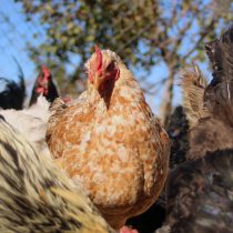 SAG confirmó primer caso de influenza aviar en aves domésticas