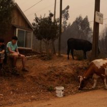 Gobierno reporta muerte de 4.247 animales y pérdida de mil hectáreas de cultivo, tras incendios