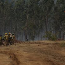 El mito de Sísifo o ¿por qué ocurren grandes incendios forestales todos los años en Chile?