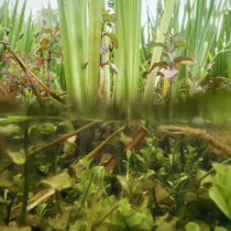 Las plantas acuáticas, clave para paliar los efectos del cambio global en los ecosistemas más amenazados del planeta